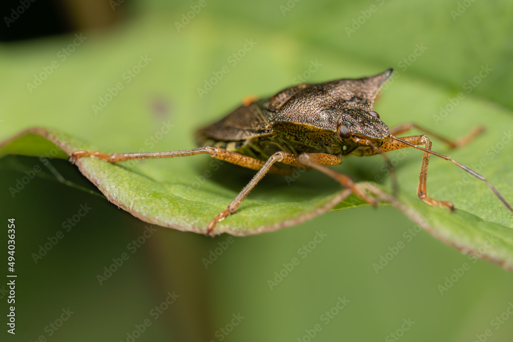 Close-up of a Bug on a Green Leaf Close-up of a Bug on a Green Leaf