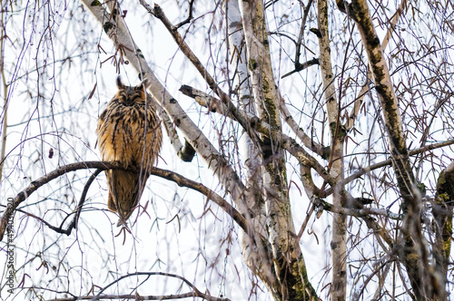 Closeup of long-eared owl on a branch photo