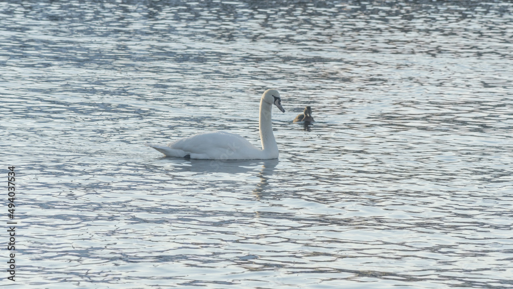 Fototapeta premium The lonely beautiful white swan is swimming in winter river. Wintering swan in the city river. Ornitology concepts.