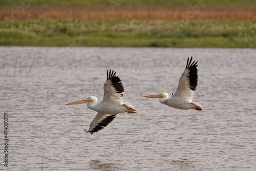Australian pelicans flying above the water surface. Pelecanus conspicillatus. photo