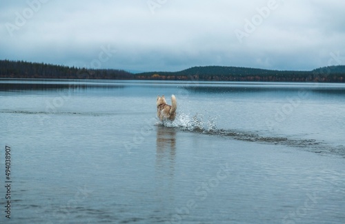 a dog on a lake in the mountains