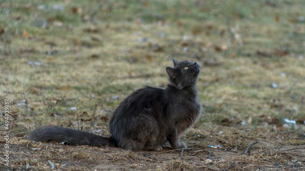 Homeles cat is looking for shelter. Abandoned animal, street cat. The cat is waiting for new owners. Homeles cat is looking for shelter. Abandoned animal, street cat. The cat is waiting for new owners.