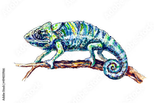 Charming chameleon on the branch isolated on white background. Watercolor painting