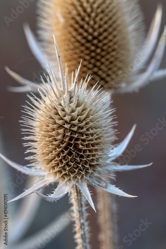 Closeup of a Carduus acanthoides photo