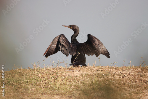 Cape cormorant with its wings wide opened photo