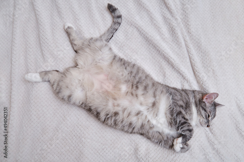 A grey cat is lying on a white blanket on its back with its belly up. A pet is resting on a warm bedspread