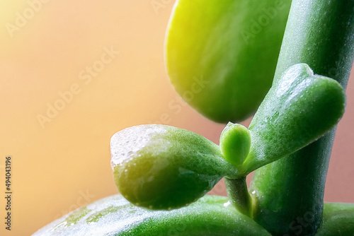 The concept of care and protection. New life. A sprout grown on a large plant. Macro.