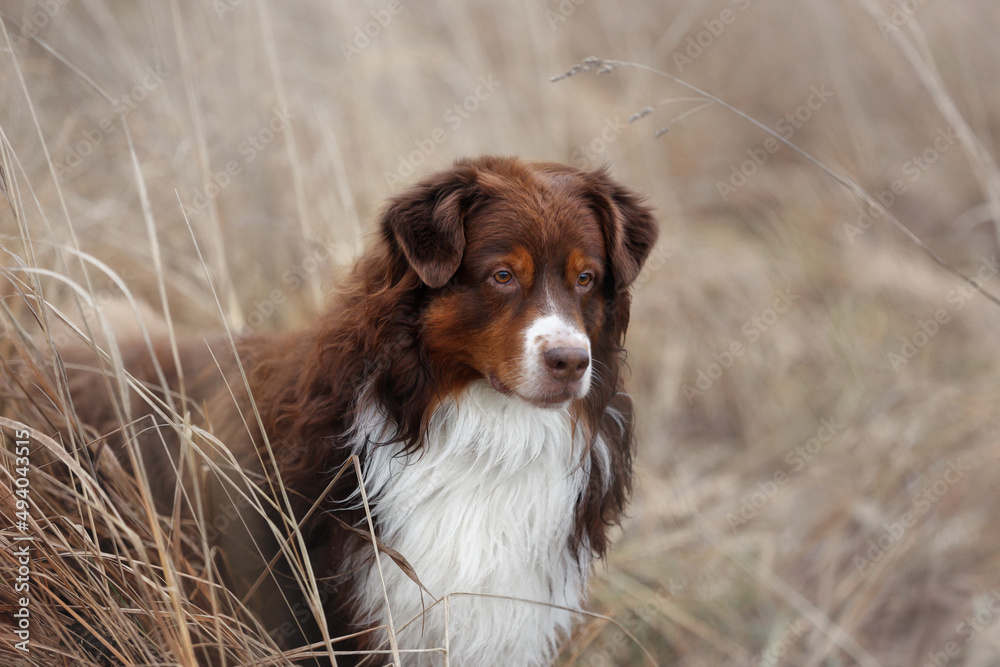 Beautiful fluffy dog Australian Shepherd, portrait in the grass