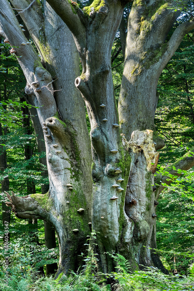 Mehrstämmige Buche im Urwald Sababurg Mehrstämmige Buche im Urwald Sababurg