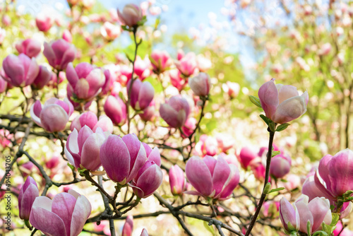 Beautiful blooming magnolia tree with pink flowers. Close up magnolia flower....