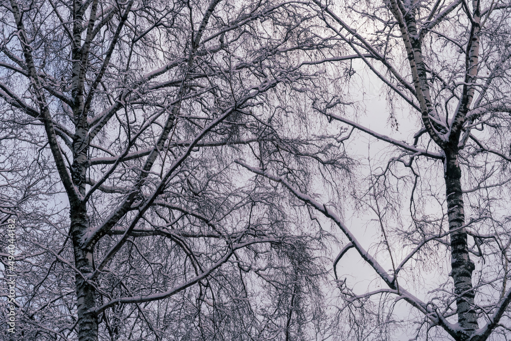 Birch trees in winter season. Background image Birch trees in winter season. Background image