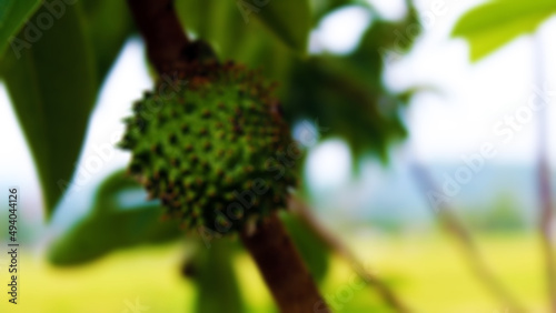 Blur photo of srikaya fruit. Suitable for backgrounds and typography photo