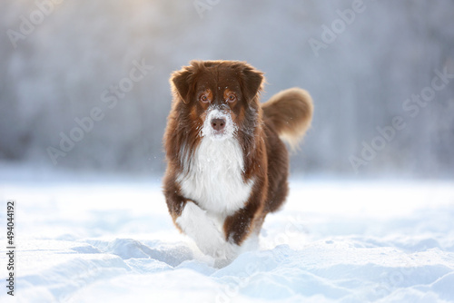 Beautiful fluffy australian shepherd dog in nature in winter