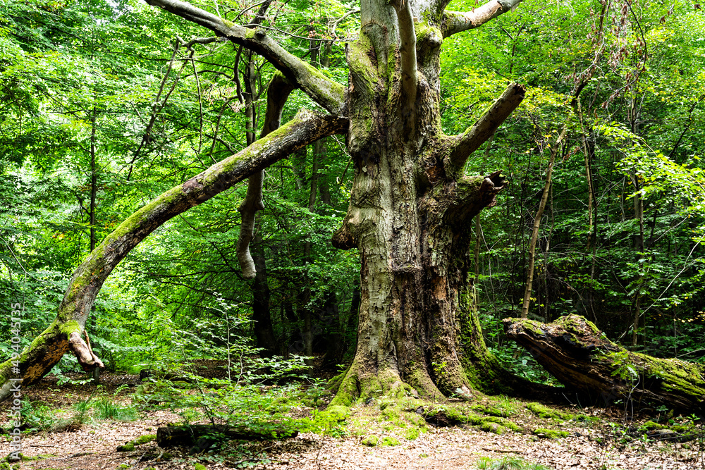 Abgestorbene Eiche im Urwald Sababurg Abgestorbene Eiche im Urwald Sababurg