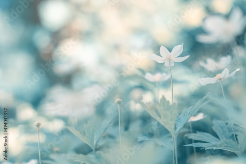 Spring flowers on a beautiful background. Selective soft focus. Dreamy art image.
