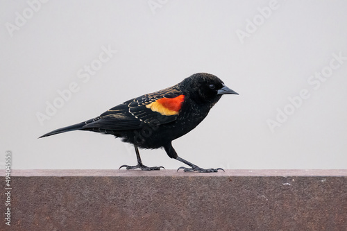 Closeup shot of a baltimore oriole bird perched on a stone fence photo