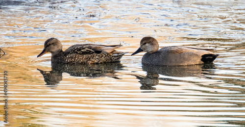 Fotografia, Obraz Two ducks floating in the water in the lake