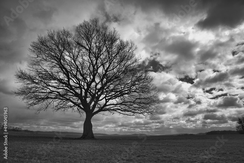 lonely tree on a field with the clouds moving in the background