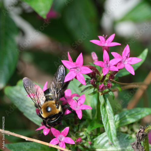 bee on a flower
