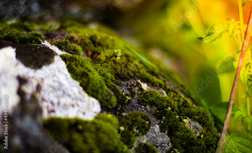moss on a stone in the wild free nature