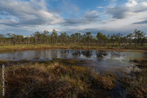 View of the Mukhinsky swamp on a sunny summer day, Roshchino, Leningrad region, Russia