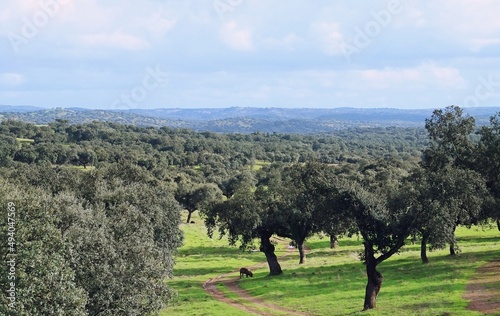 Cerdo ibérico en la dehesa de Extremadura buscando bellotas de las encinas. Cerdos en otoño en la época denominada en español 