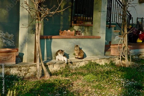 Gatti che si godono il sole nel giardino di una residenza storica nel territorio del Chianti. Greve in Chianti. Firenze.Toscana  photo