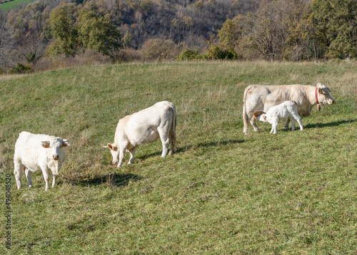 Cows grazing on pasture.White cow farm in nature field in summer