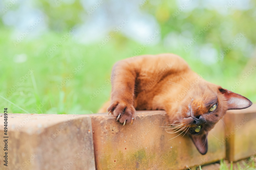 Chocolate Burmese cat lying down on grass