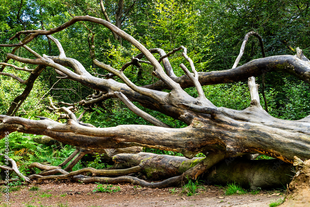 Umgestürzter Baum im Urwald Sababurg
