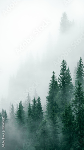 Dekoracja na wymiar  heavy-mist-over-the-green-dense-forests