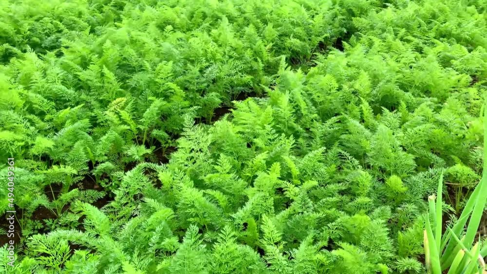 Plantation landscape of green carrot bushes. Indonesian organic farming. Growing food on the farm. Agroindustry and agribusiness. Root tubers.