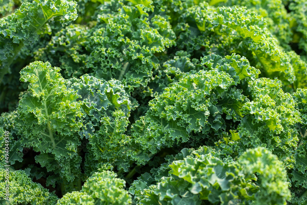 Tableau sur toile Raw green kale leaves, natural food background