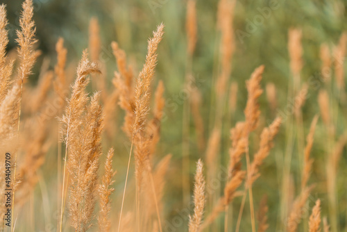 Golden field of rye in Western China photo