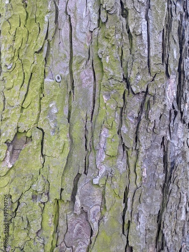 Tree bark close-up natural light no editing