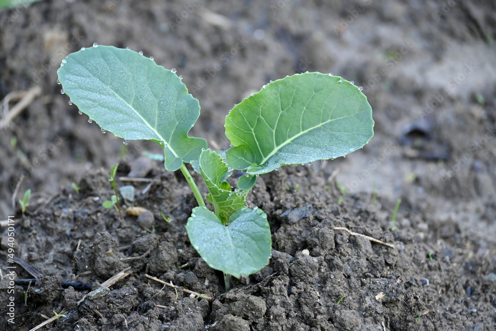 closeup the ripe green cauliflower plant growing in the farm over out of focus brown background.
