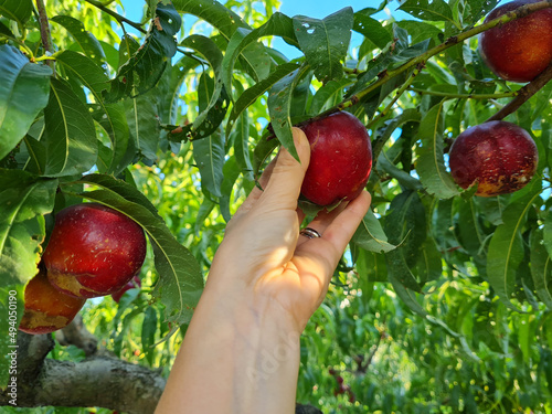 Female's hand picking a nectarine peach from the tree photo