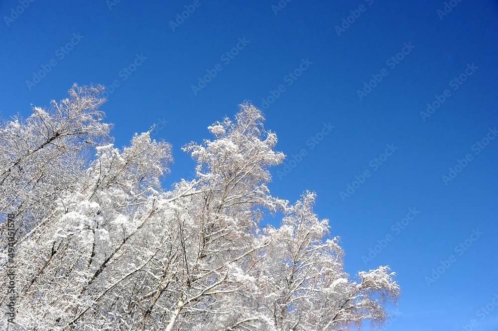 Snowcapped tree brunches under blue sky