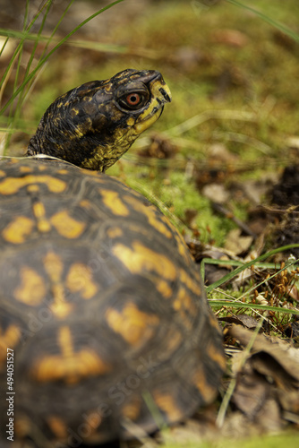 Box turtle in a field photo