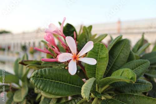 Canvas Print Selective of a Singapore graveyard (Plumeria obtusa) flower in a garden