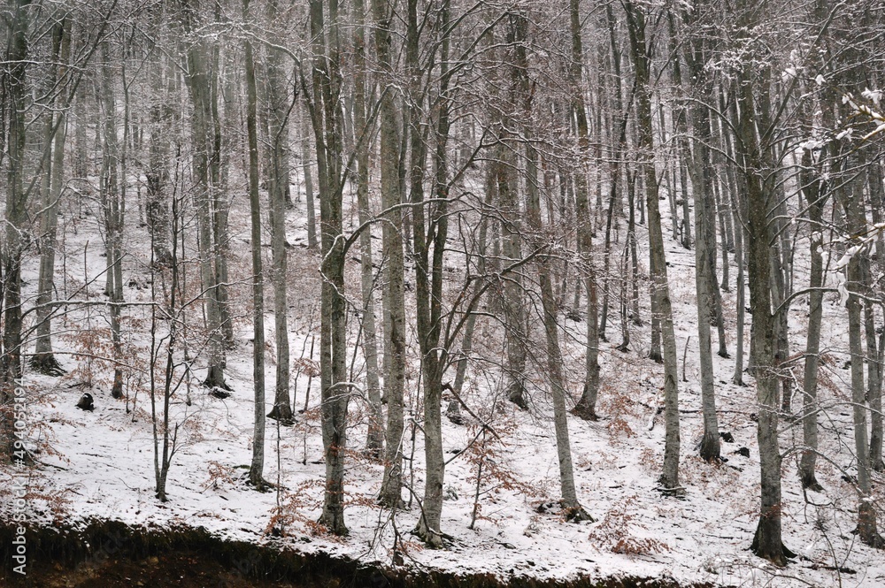 forest in winter in the snow forest in winter in the snow
