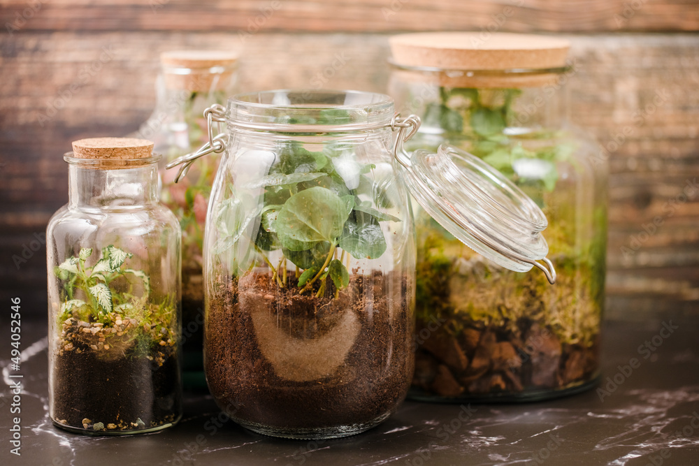 jar with plants. Small plants in a glass bottle. Terrarium jar with plants. self ecosystem. Terrarium Miniature Bot. terrarium bottle. ecological system. gardening. house plants. copy space jar with plants. Small plants in a glass bottle. Terrarium jar with plants. self ecosystem. Terrarium Miniature Bot. terrarium bottle. ecological system. gardening. house plants. copy space