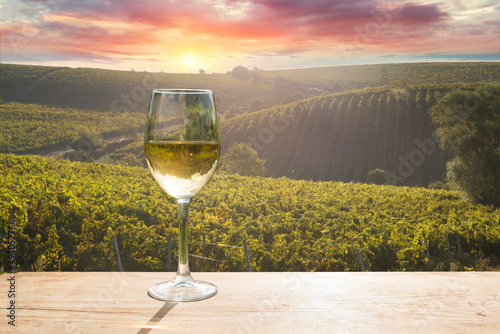 Ripe wine grapes on vines in Tuscany  Italy. Picturesque wine farm  vineyard. Sunset warm light