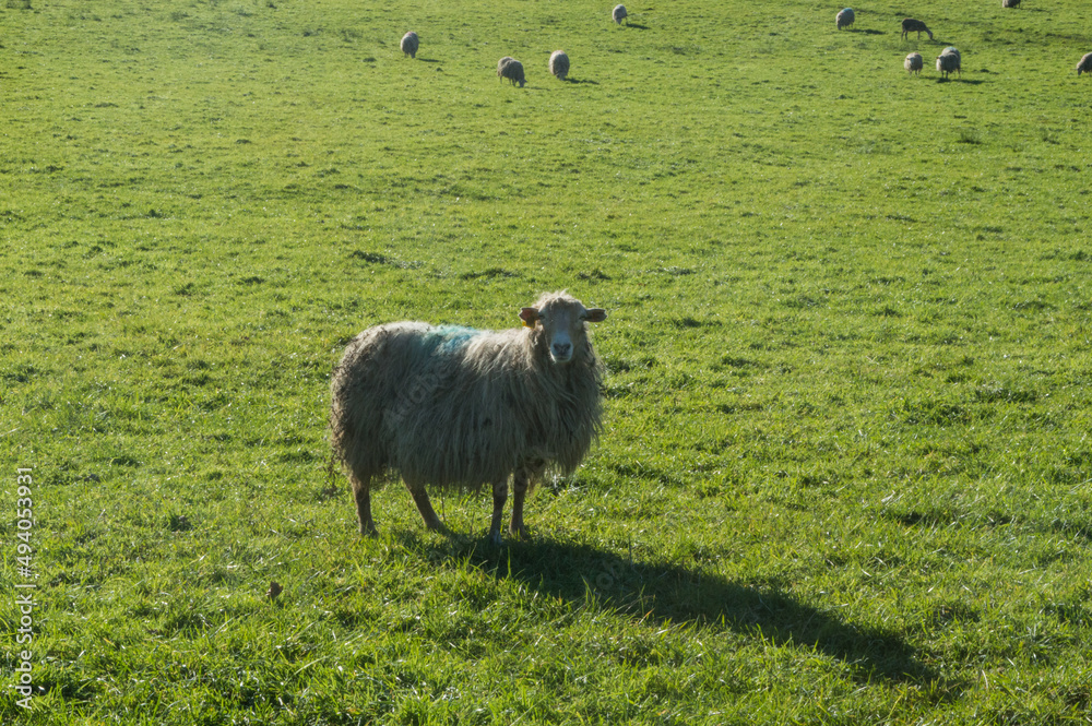 Un mouton dans une prairie qui regarde Un mouton dans une prairie qui regarde