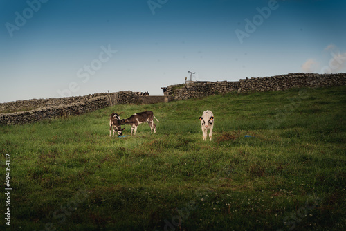 Cattle on the field of Monte Brasil against a cloudy blue sky in Terceira Island, Azores photo