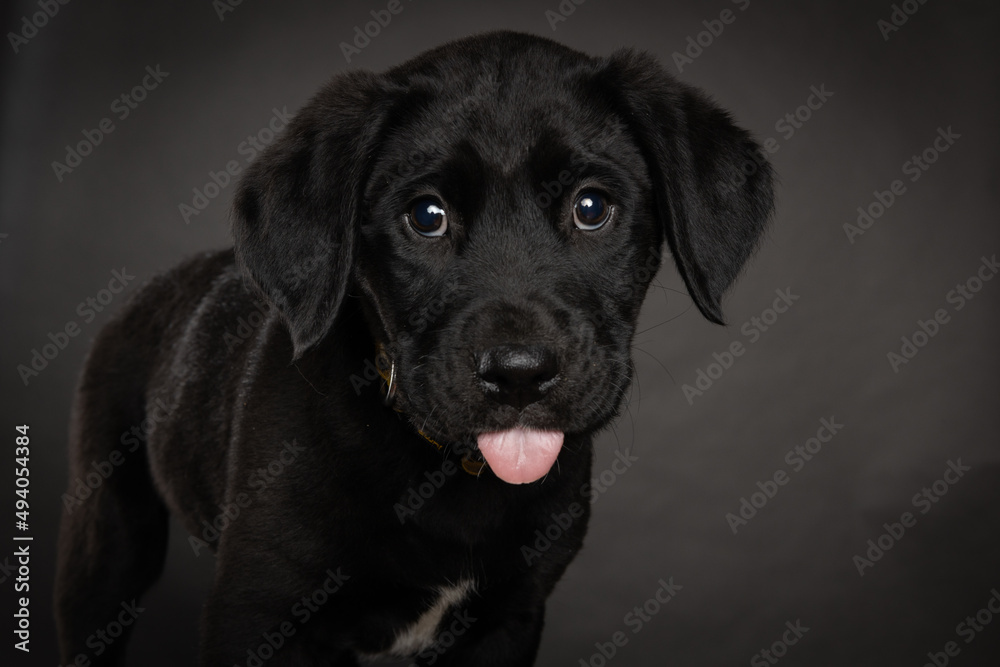 black labrador retriever puppy