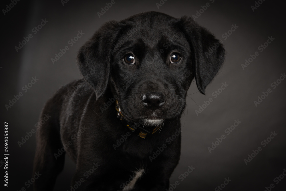 black mixed breed puppy, isolated on dark background