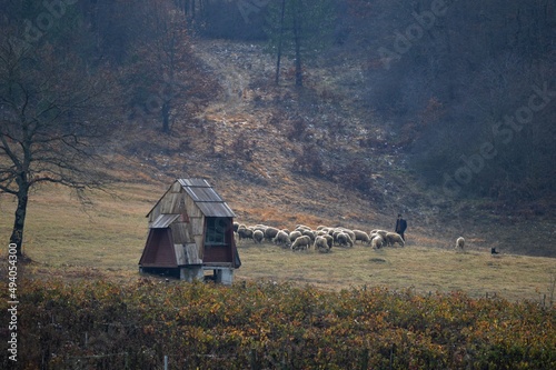 an old man like a shepherd among the sheep and a small wooden house