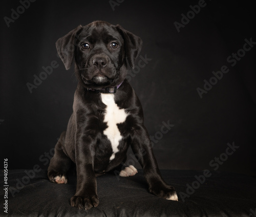 Small black mixed breed dog on dark background in studio