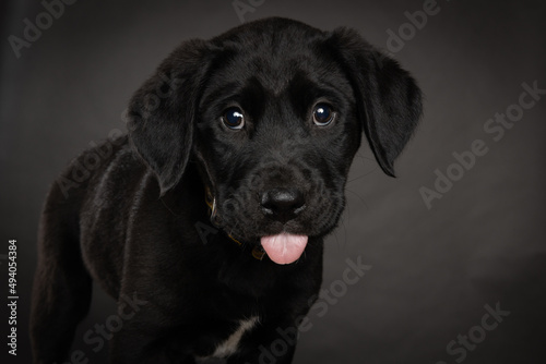 black labrador retriever puppy © Sharon